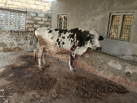 ગાય વેચવાની છે