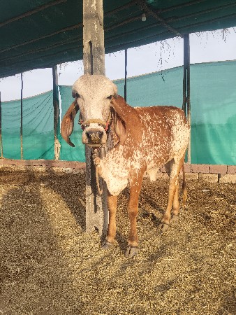 ૪ ગીર ગાય ૪ ગીર વાજડી