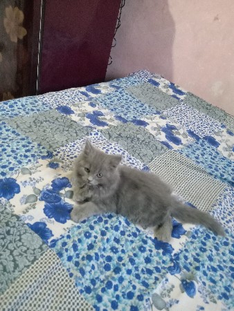 cat Russian blue colour