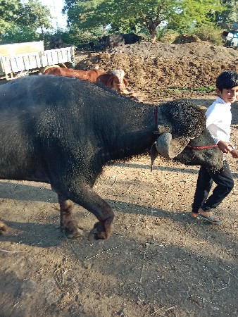 थंबनेल 2