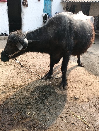 થંબનેલ 2