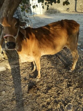 ગાય દેસી