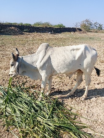 થંબનેલ 2