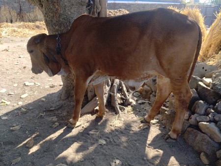 gir vachhadi 7 mahina ni