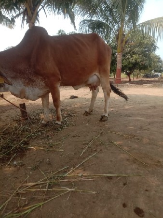 થંબનેલ 3