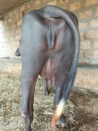 ખડેલીવેસવાનીસે