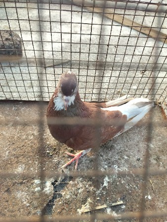 કબૂતર વેચવાના છે