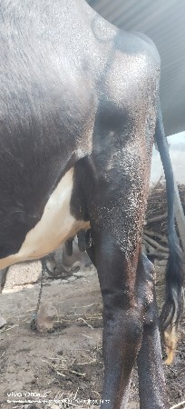 જર્શી ગાય વેચવા ની સે