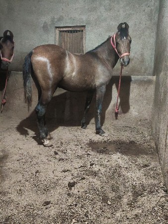 આ વચ્ચે રો કાઠીયાવાડી વેચવાનો છે