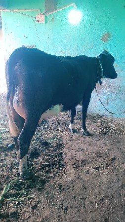 bey pela vetar vihani se