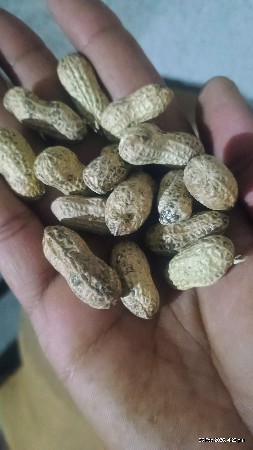 મગફળી વેચવાની છે