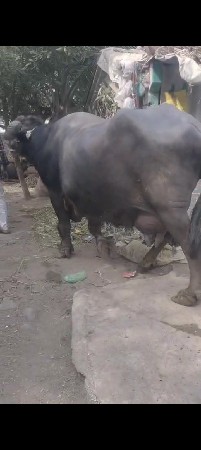 થંબનેલ 3