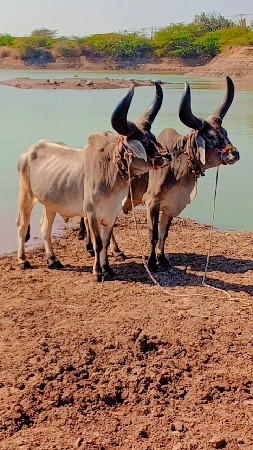 ત્રીજી દરમારોજિયા ભરત છે ફુલ જવાબ