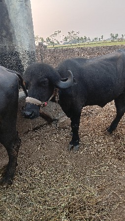 ખડેલુ વેચવાની છે