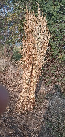 જુવાર સાર  વેસવા ની છે