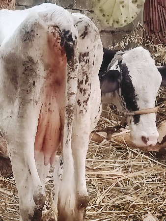 थंबनेल 3