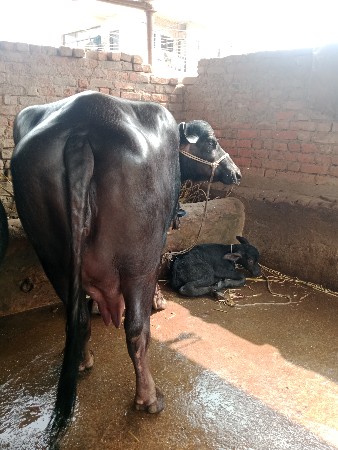 थंबनेल 2