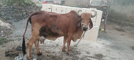 દસ દિવસનિ કાચિ