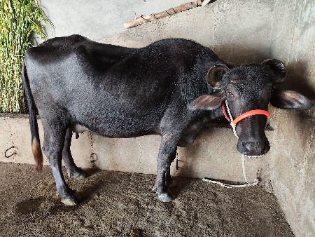 આ ભેંસ વેચવાની છે