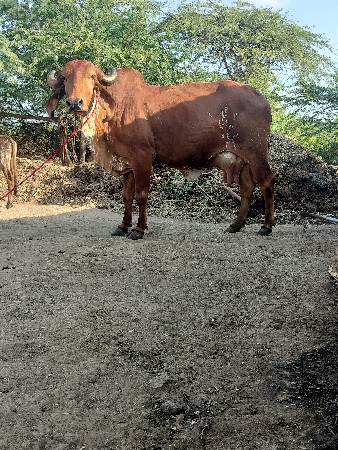 ગિર ગાય દેવાનિછે