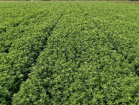 મેથી વેશવાની છે