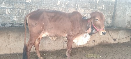 थंबनेल 2