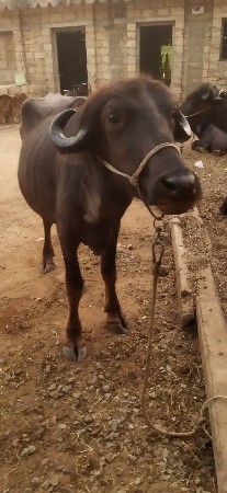 વેચવાની છે