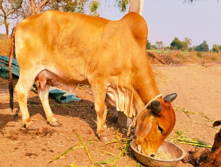 હોડકી વેચવાની