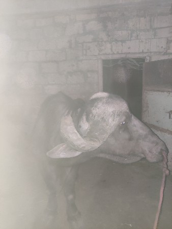 પાડો વેચવાનો છે