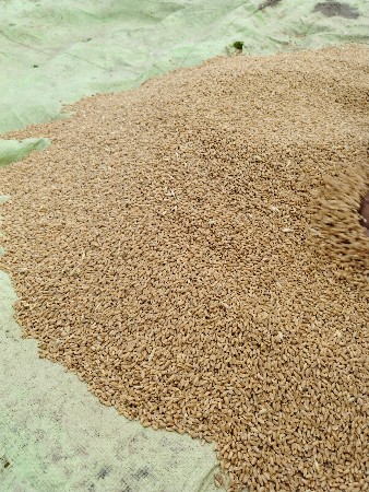 ઘઉં વેશવાનાછે નવા લોકવન