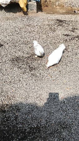 4 kbutar vechvana se