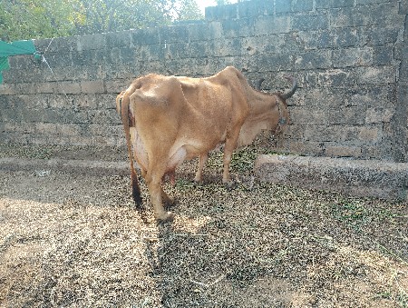 ગાય વેચવાની છે