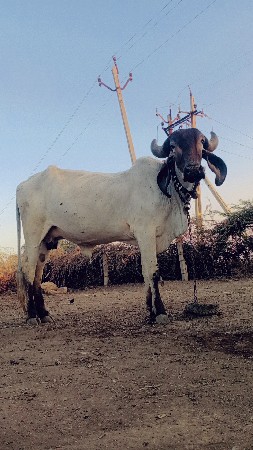 વેચવાની છે