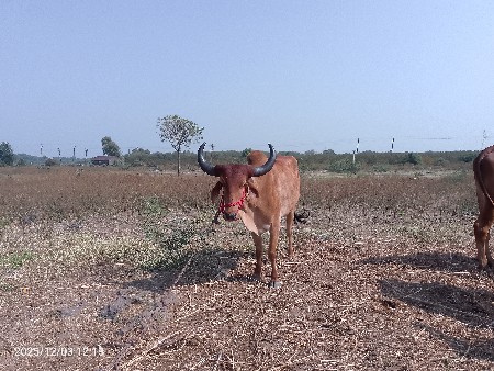 8000 રૂપિયા કિંમત