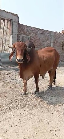 5 વર્ષ નો છે વાડો પુરો થય ગયો