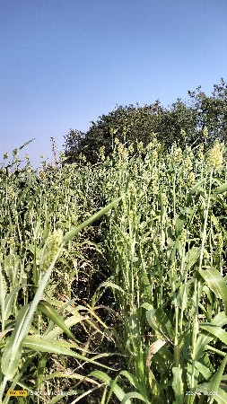 જુવાર લીલી વેચવા ની છે