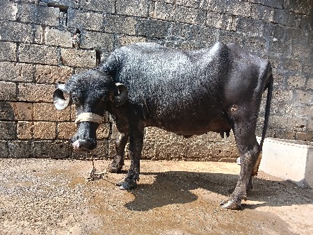 ખડૅલી. વૅસવાની. છૅ