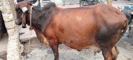 थंबनेल 3