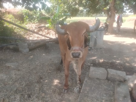 थंबनेल 3