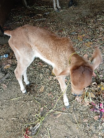 ગાય વેચવાની છે ત્રીજુ વેતર