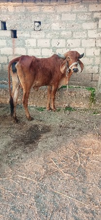 તાજી રિયાણે ગાય વેચવાની છે પહેલું