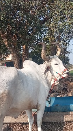 थंबनेल 2