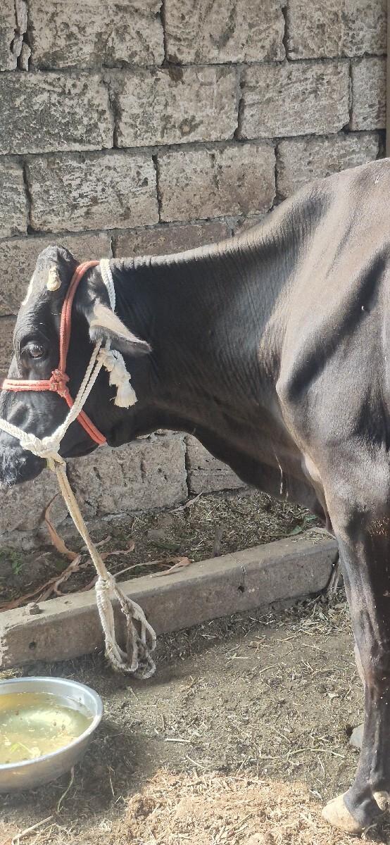 थंबनेल 2