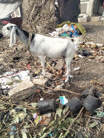 બકરી વેચવાની છે