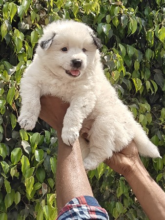 0 size top quality pom