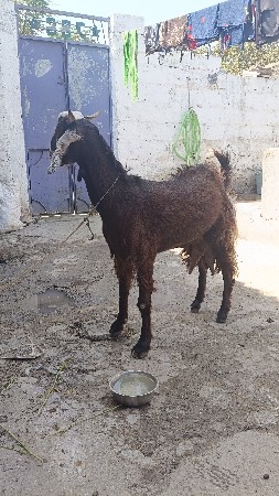 थंबनेल 2