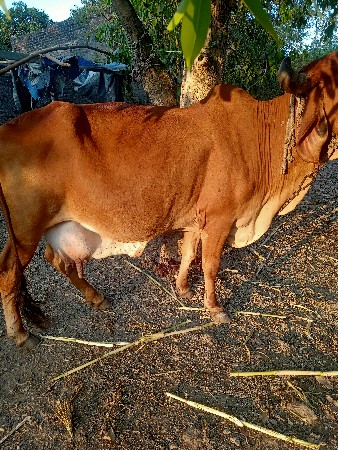ગાય વેચવાની છે