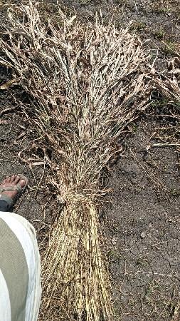 juvar no saro veshavano se