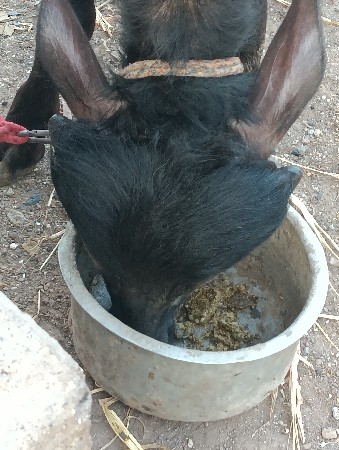 જાફરી પાડી વેચવાની છે