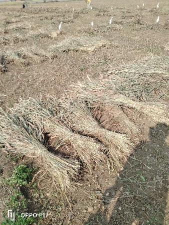 જુવાર વેશવાની  છે